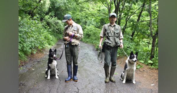 森へクマを追い払う「ベアドッグ」　3代目のカレリア犬が本格デビュー　長野・軽井沢