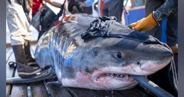 まるで“海の競馬”─コロナ禍で生まれた「サメのギャンブル」に賛否両論の声 | “ギャンブル”と“野生生物の保護”は両立できるのか