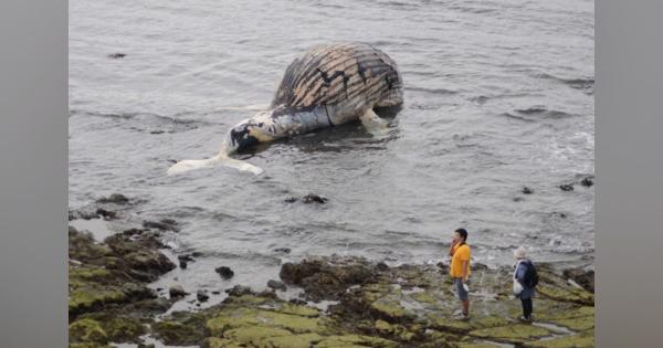 横須賀の野比海岸にクジラの死骸漂着　体長約10メートル