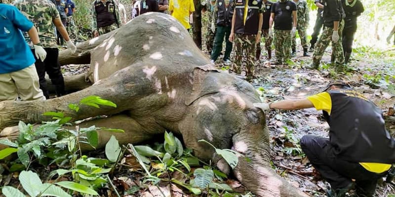 ゾウの死骸に大量プラごみ、タイ　消化器官に詰まり出血か