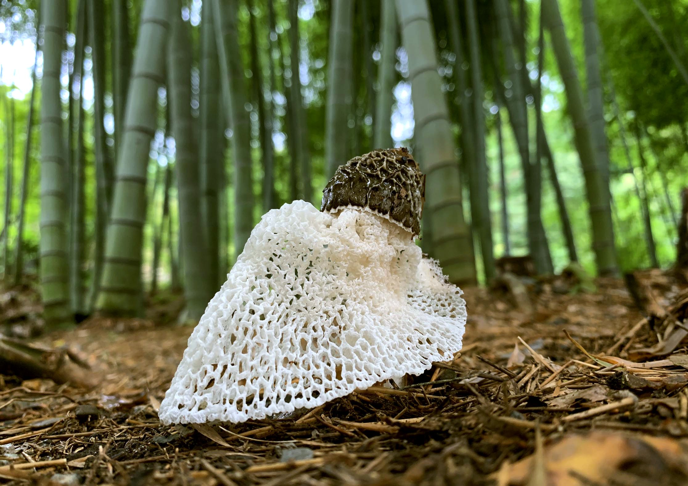 梅雨の竹林で「女王」美しく　京都・高台寺境内にキヌガサタケ出現