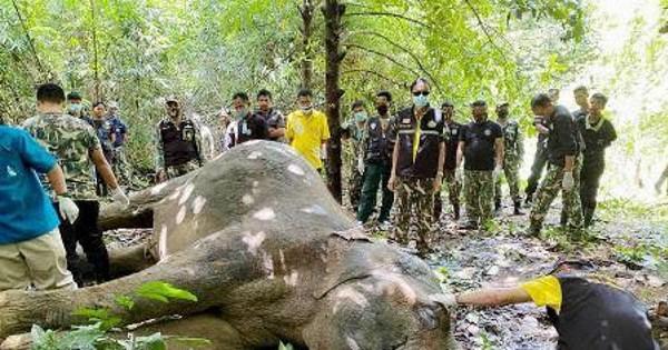 ゾウの死骸に大量のプラごみ　タイ当局解剖、消化器官に詰まり出血か
