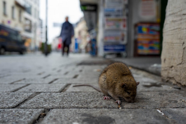 米NYでネズミが急増、屋外営業のレストラン店主らが悲鳴