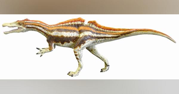 スピノサウルス科の歯、勝山で発掘