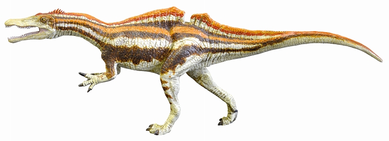 スピノサウルス科の歯、勝山で発掘