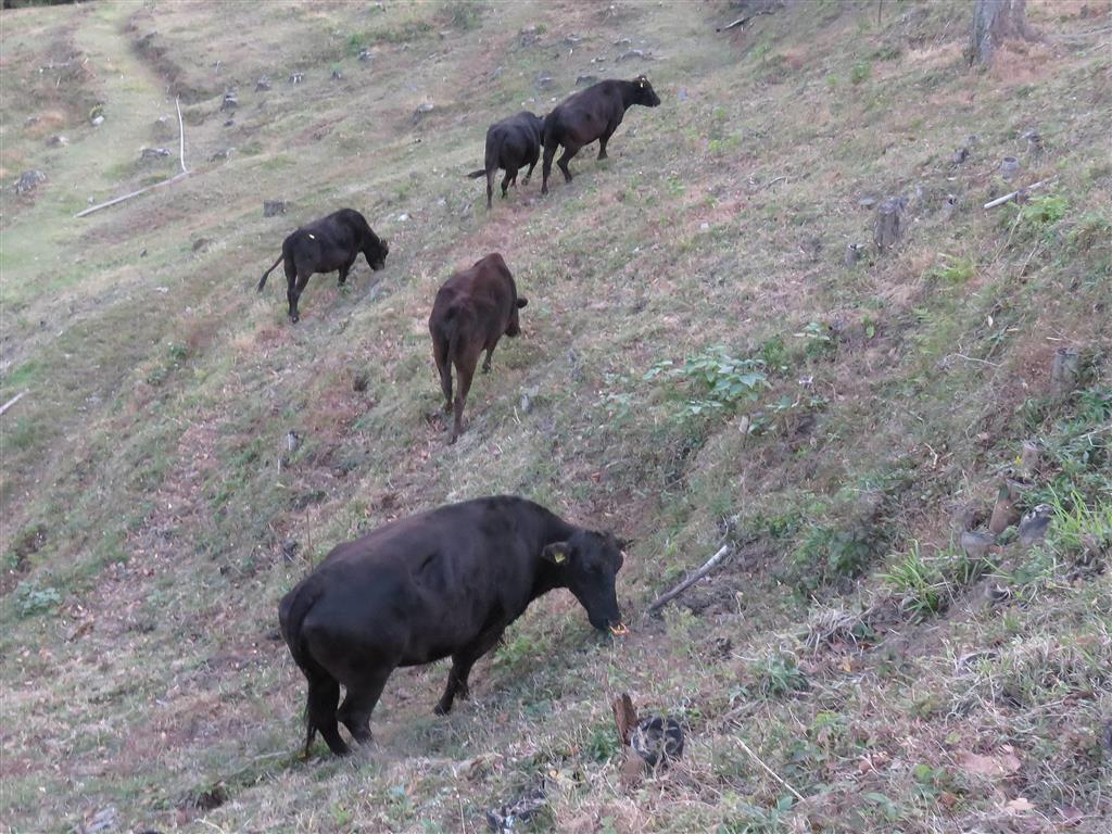 「牛にできることは牛に」　農地を守る“切り札”　放牧に注目集まる
