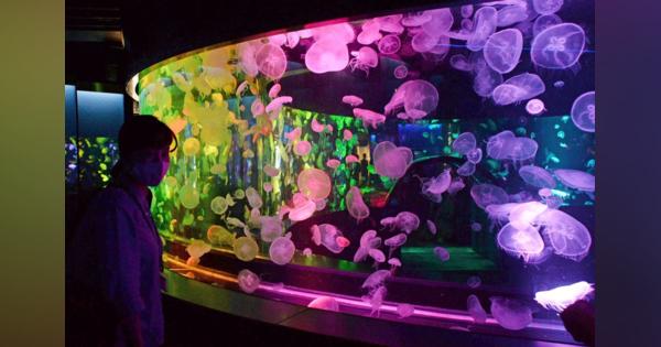 クラゲ5千匹大集結　京都水族館が新展示エリア「クラゲワンダー」公開
