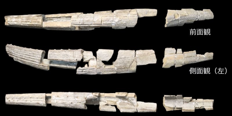 古代サメのトゲの化石発見、岩手　国内初、久慈琥珀博物館