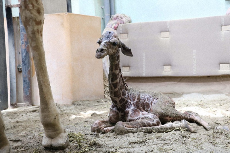 待っていたよ！　13年ぶりにキリンの赤ちゃん誕生　秋田の動物園