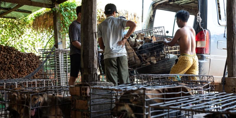 カンボジアで「犬肉」取引禁止　人気観光地、アンコール遺跡の州