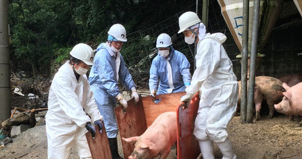 農場に孤立した豚を救え　ブランド「原種」　1頭ずつ自衛隊ヘリで移送　九州豪雨