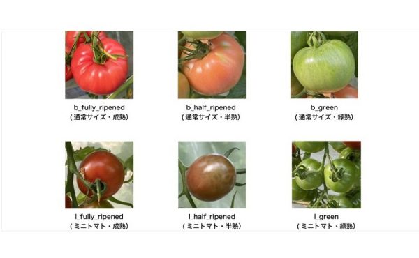 トマトの画像物体検出データセットが無料公開　農業でのAI活用に