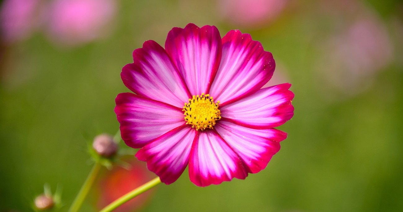 花の画像を数秒見るとストレスが減る科学的な理由 - ヘルスデーニュース