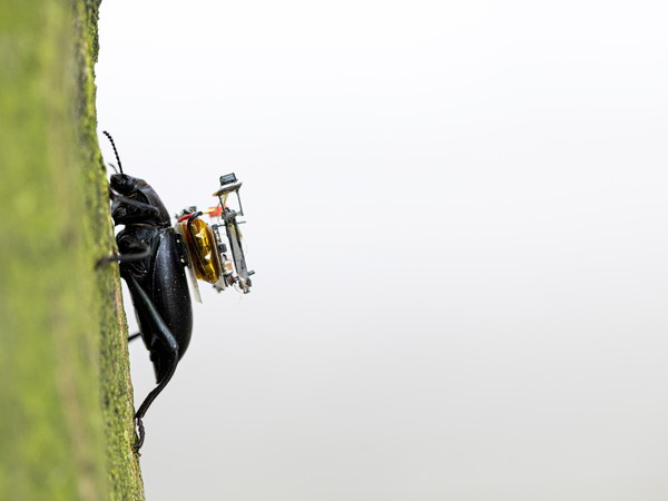 ワシントン大がカブトムシ用GoProを制作、重さわずか250mg！