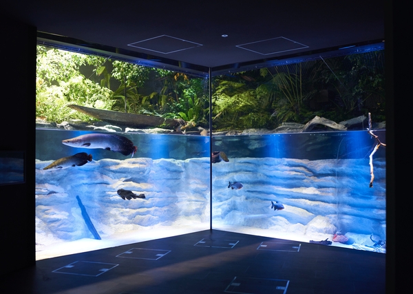最新の展示技術を駆使した都市型水族館！「カワスイ 川崎水族館」とは？