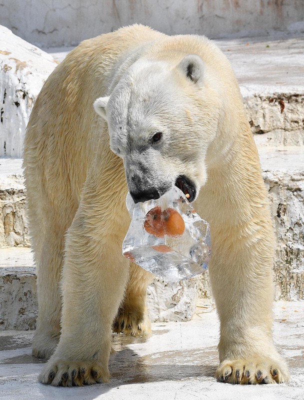 真夏日でさらにおいしい　ホッキョクグマ「ゴーゴ」に氷柱プレゼント　天王寺動物園