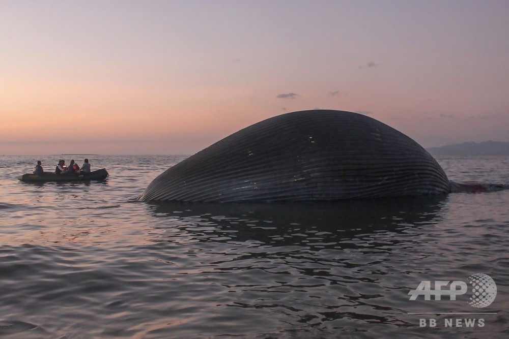 体長23mの巨大クジラの死骸漂着、死因不明 インドネシア