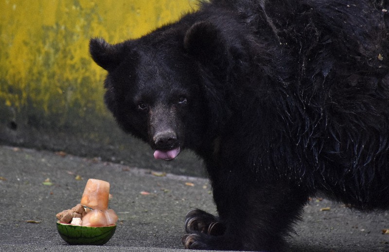 大暑に冷たいプレゼント　クマの「ベニー園長」にスイカパフェ　和歌山城公園動物園