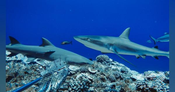 サンゴ礁のサメ、個体数減で「機能的絶滅」も 水中カメラ調査で判明