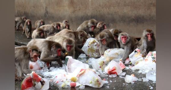 これで暑さもサル？果物や野菜入り「氷」のプレゼント　京都・福知山市動物園