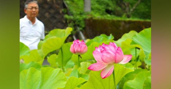 ハスの大輪、山間の集落彩る　京都「花蓮の里公園」