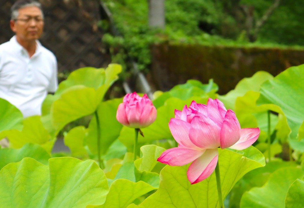 ハスの大輪、山間の集落彩る　京都「花蓮の里公園」