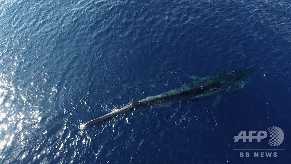 動画：尾ひれのないクジラ、地中海を必死に泳ぐ WWFが映像公開