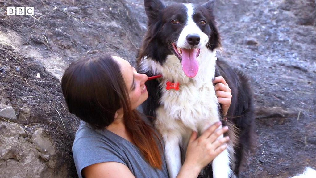 種をまく犬バックパックをつけて焼けた森の再生手伝う