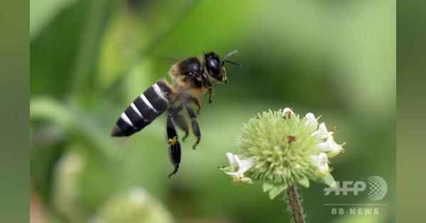 野生のミツバチ減少、北米の農作物に打撃 受粉で想定以上の役割