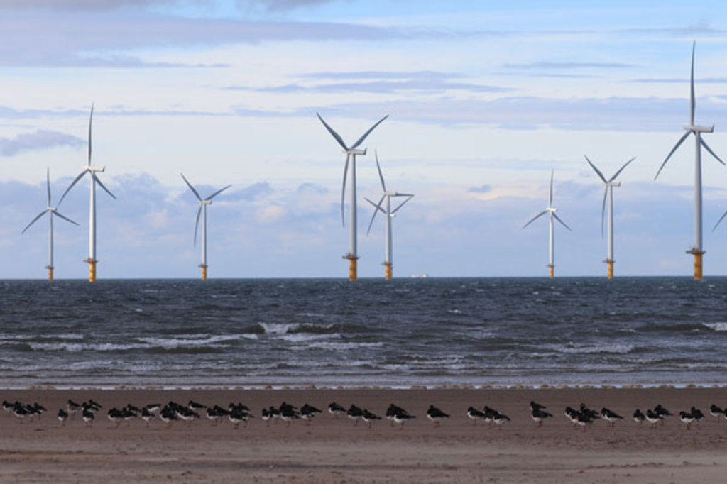 活況の洋上風力発電に潜む生態系リスクとは