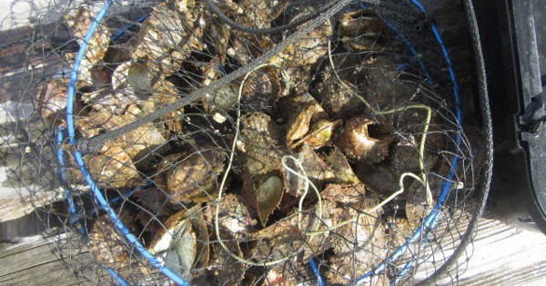 三重・志摩のアコヤガイ550万個死ぬ　稚貝死亡率41％　海水温急上昇が影響か