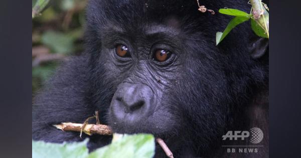国立公園の人気ゴリラ殺した男に禁錮11年 ウガンダ