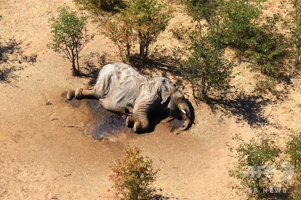 ボツワナのゾウ大量死、死因は自然発生の毒か 当局