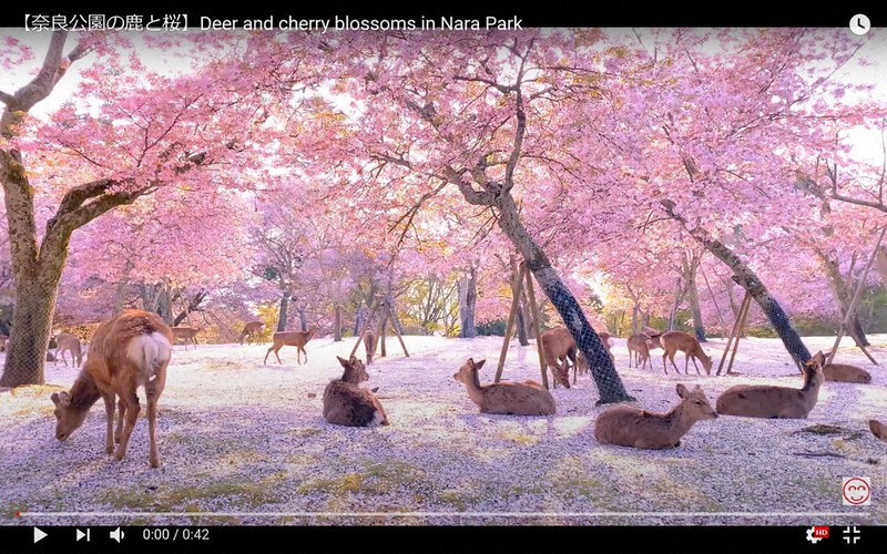 “花見”する鹿、再生16万回超　奈良のカメラマン撮影　国内外から反響