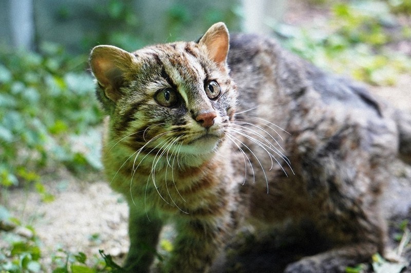 ツシマヤマネコ「さんちゃん」死す　16歳　名古屋の東山動植物園