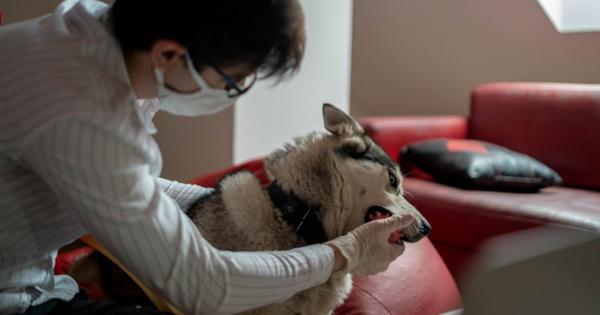 新型コロナ、人からペットに感染か。感染した飼い主の犬が国内初の陽性に。