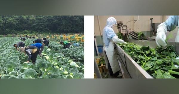 三井不動産、東京都心近郊で農業事業に本格参入　持続可能なスマート農業で農業振興と雇用創出を目指す