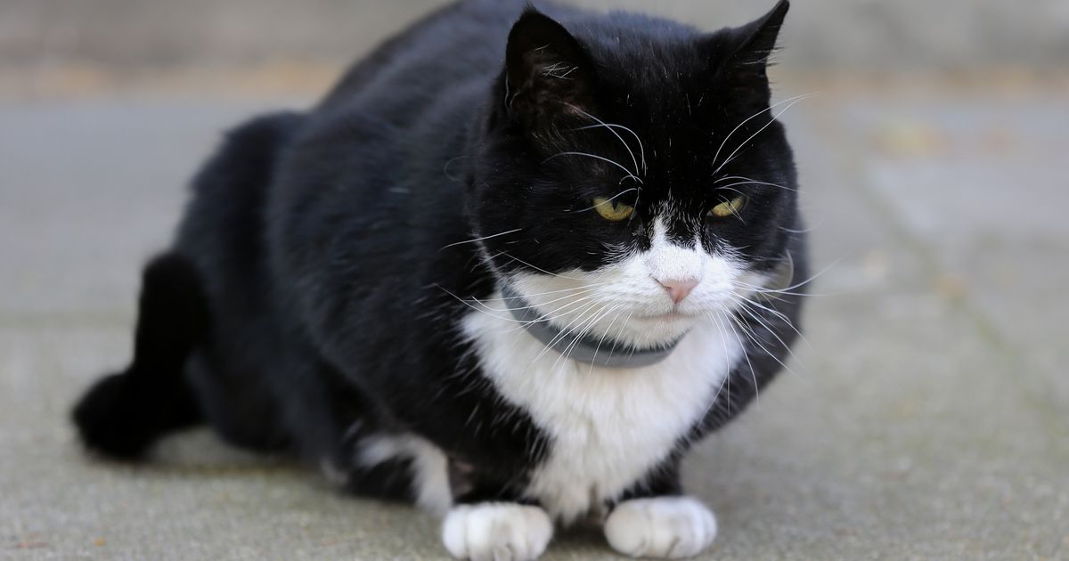 「ネズミ捕獲長」猫のパーマストンが、イギリス外務省を引退。フォロワー10万人以上の人気者（画像）