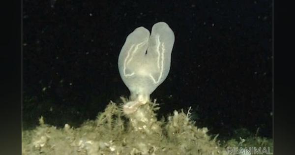 相模湾で79年ぶりに採取された海底生物新江ノ島水族館で展示［リアニマル］
