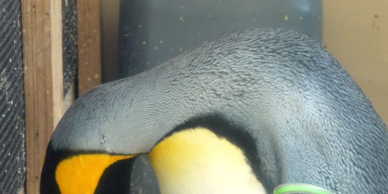 静岡でオウサマペンギンひな誕生　下田海中水族館