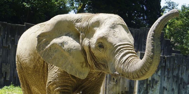 アフリカゾウの「ケニー」死ぬ　名古屋、推定46歳