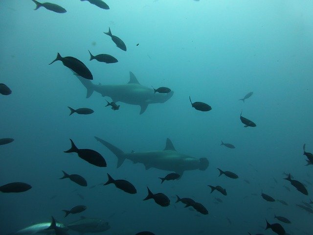 ガラパゴス諸島の生態系と絶滅危惧種のサメを脅かす260隻の中国漁船団