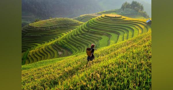 中国による「日本の米」買い占めが現実味食糧消費大国の中国で食糧不足が深刻化
