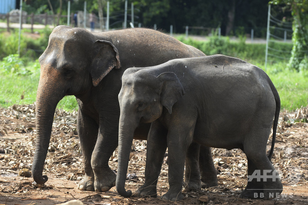 ゾウと人間の衝突減少、新型コロナの都市封鎖で スリランカ