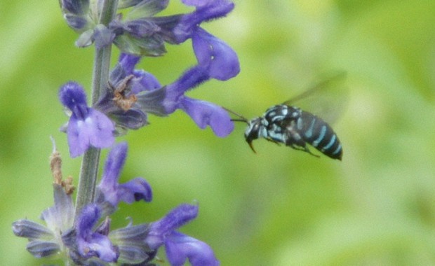 幸せの青いハチ　「ブルービー」が飛来　鹿児島・鹿屋