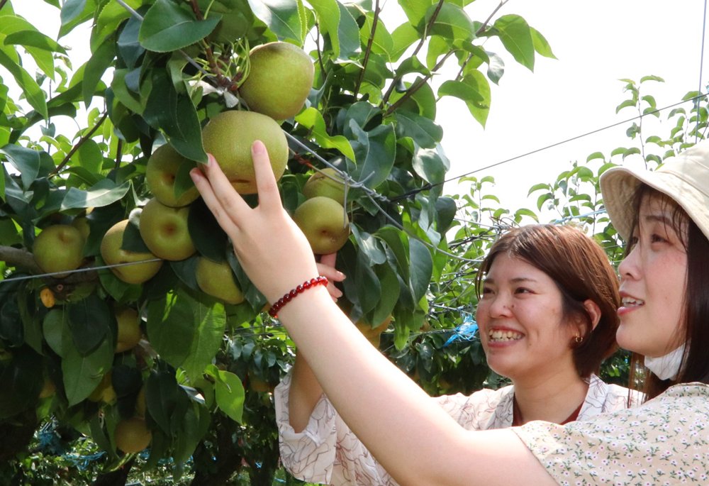 ナシたわわ、みずみずしい果肉味わって　滋賀の農園で「梨狩り」