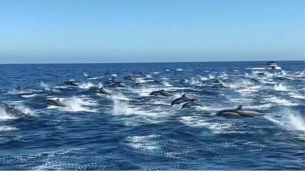 300頭のイルカの群れが一斉に「突進」　米カリフォルニア沖で撮影