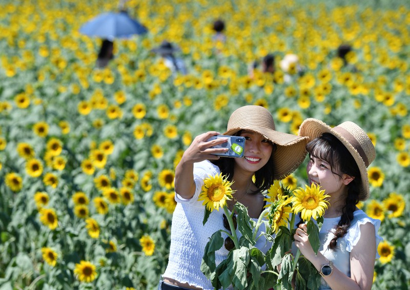大輪の花が「写真映え」　ヒマワリ咲き誇る　愛知・南知多の観光農園