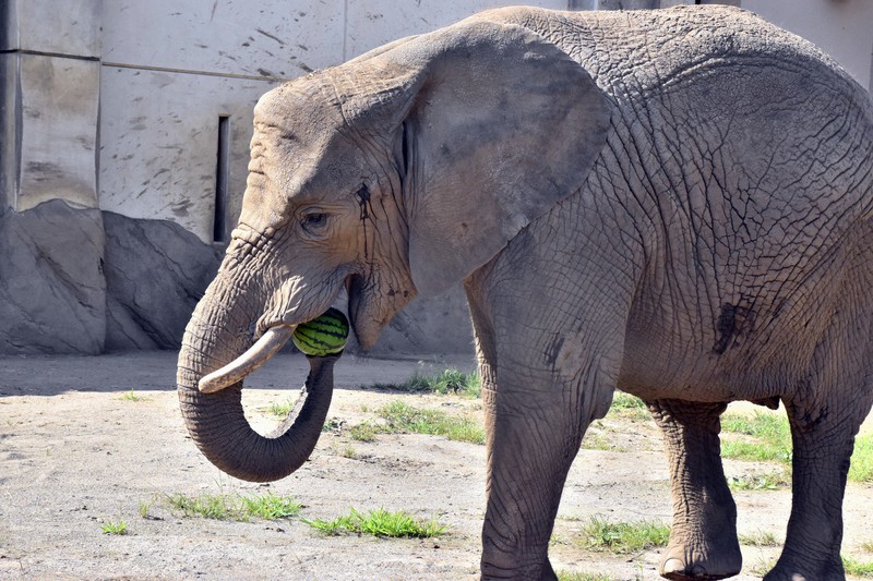 真夏の贈り物ペロリ　ゾウのマオに滝沢スイカ　盛岡市動物公園