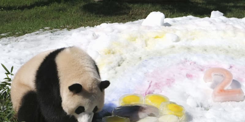 和歌山のパンダ「彩浜」2歳に　誕生祝い、氷でヒマワリ